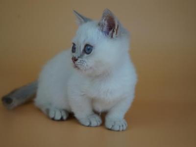 Litter J11 - Munchkin - Gallery Photo #1