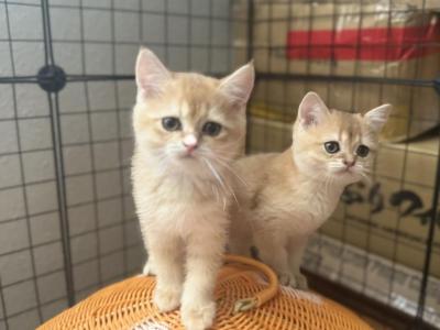 British Short Hair Golden - British Shorthair - Gallery Photo #1