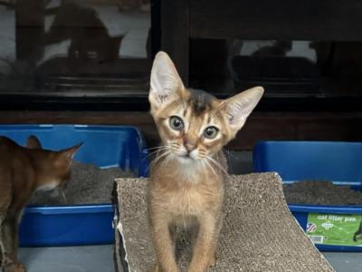 Babies Available - Abyssinian - Gallery Photo #1