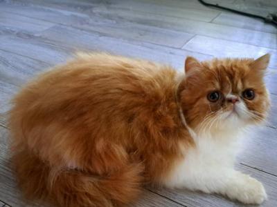 CFA Red Bicolor Male Persian Kitten - Persian - Gallery Photo #1