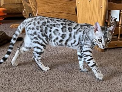 Silver Female - Bengal - Gallery Photo #1