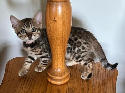 Beautiful Brown Bengals - Bengal - Gallery Photo #1