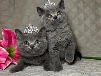 Girl Scouts - British Shorthair - Gallery Photo #1