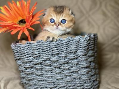 Scottish Folds - Scottish Fold - Gallery Photo #1