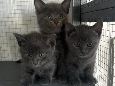 Russian Blue Kittens - Russian Blue - Gallery Photo #1