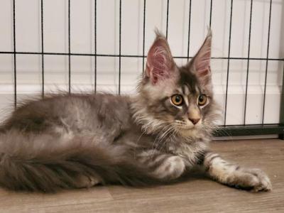 The Litter  Z - Maine Coon - Gallery Photo #1