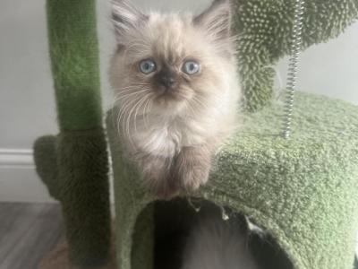 Lily - Himalayan - Gallery Photo #1