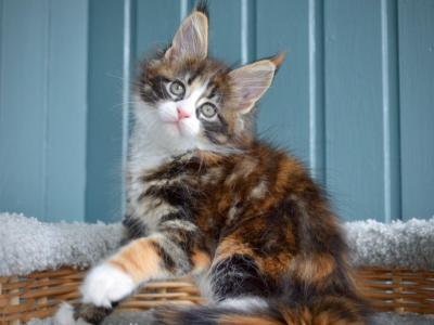 Jolly - Maine Coon - Gallery Photo #1