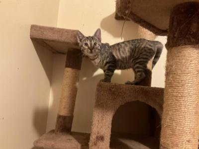 Mia - Bengal - Gallery Photo #1