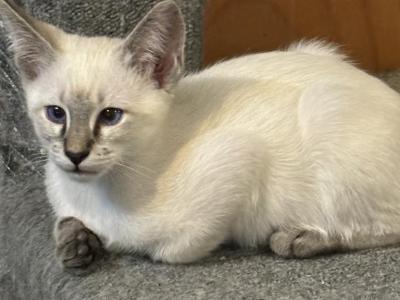 Seal Lynx Female   Yellow Collar - Siamese - Gallery Photo #1