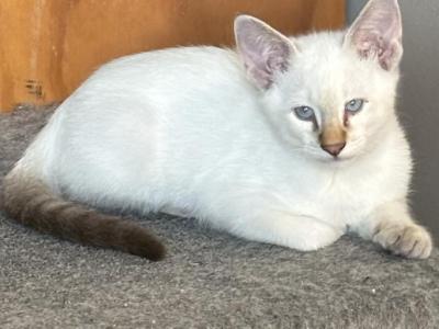 Seal Lynx Male    Dark Blue Collar - Siamese - Gallery Photo #1