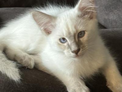 Lilac Point Male    Light Blue Collar - Balinese - Gallery Photo #1