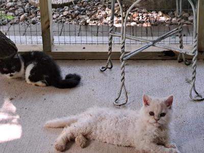 Tica Selkirk Rex Kittens - Selkirk Rex - Gallery Photo #1