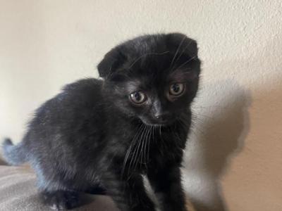 Scottish Fold Kitten - Scottish Fold - Gallery Photo #1