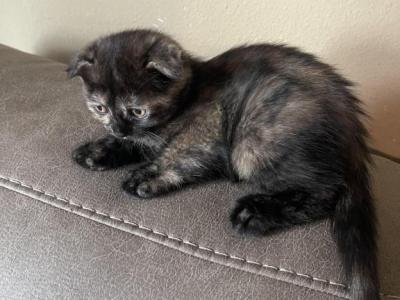 Elizabeth Scottish Fold Kitten - Scottish Fold - Gallery Photo #1