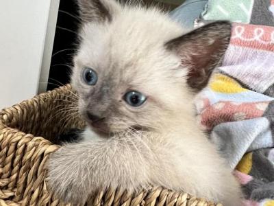 Female Siamese Kitten Seal Point - Siamese - Gallery Photo #1