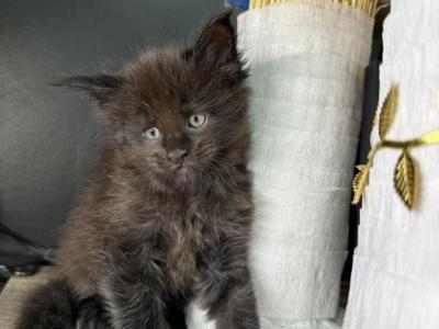 Aphrodite Black Smoke Female Maine Coon - Maine Coon - Gallery Photo #1