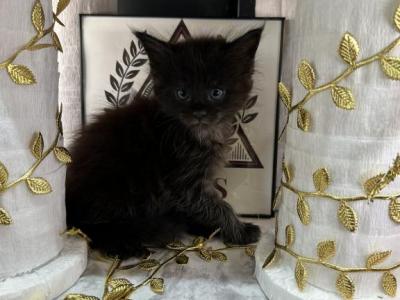 Hades Maine Coon Black Smoke - Maine Coon - Gallery Photo #1