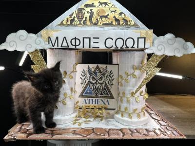 Athena Black Smoke Female Maine Coon - Maine Coon - Gallery Photo #1