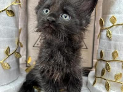 Apollo Male Black Smoke Maine Coon - Maine Coon - Gallery Photo #1