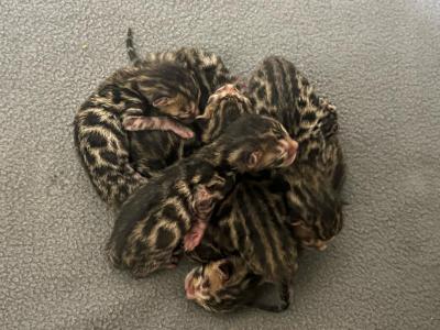 Lily Litter Of 7 - Bengal - Gallery Photo #1