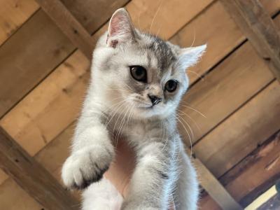 Rowen Whiteoak - British Shorthair - Gallery Photo #1