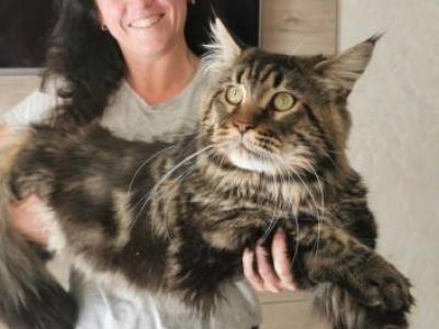 Emergency Sale - Maine Coon - Gallery Photo #1