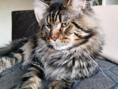 Octavia - Maine Coon - Gallery Photo #1