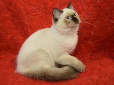 Loving Kitten - Ragdoll - Gallery Photo #1