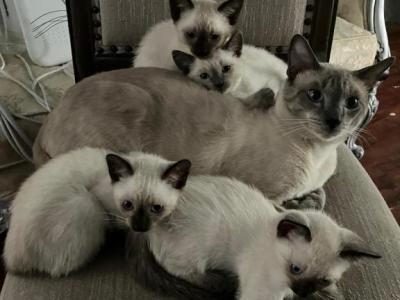 Siamese - Siamese - Gallery Photo #1