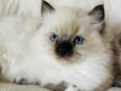 Male - Ragdoll - Gallery Photo #1