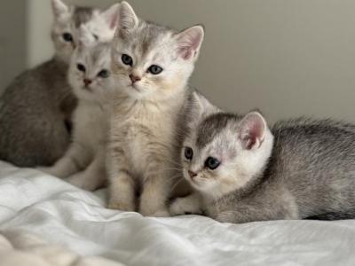 Cat - British Shorthair - Gallery Photo #1