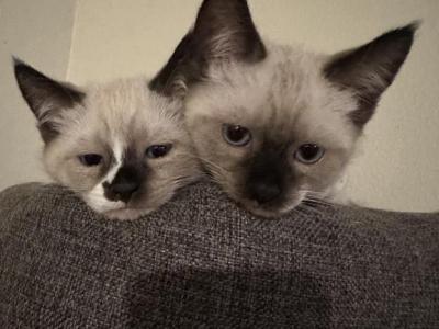 Siamese Kitties - Siamese - Gallery Photo #1