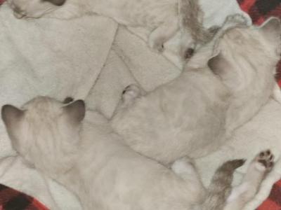 Zazus Litter - Bengal - Gallery Photo #1