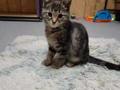 Female Kitten Looking For Furever Home - American Shorthair - Gallery Photo #1