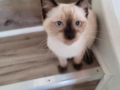 Kira - Siamese - Gallery Photo #1