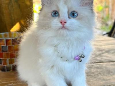 Bella - Ragdoll - Gallery Photo #1