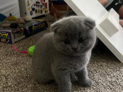 Peanut - Scottish Fold - Gallery Photo #1