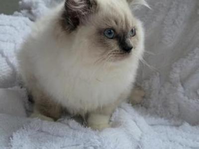 King Male - Ragdoll - Gallery Photo #1