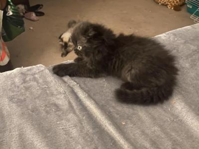 Minkas Kittens - Persian - Gallery Photo #1