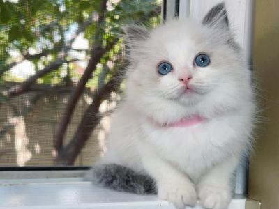 R027 - Ragdoll - Gallery Photo #1