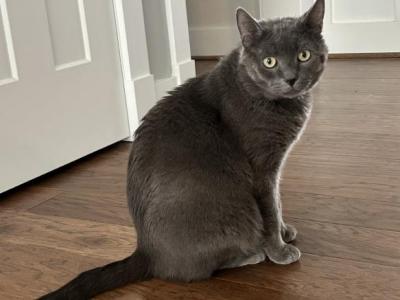 Smokey - Domestic - Gallery Photo #1