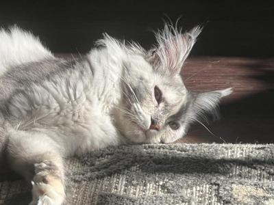 Royal Jewels Litter - Maine Coon - Gallery Photo #1