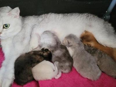 Pearl's Litter - Scottish Fold - Gallery Photo #1