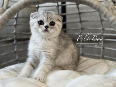 Cuteness - Scottish Fold - Gallery Photo #1