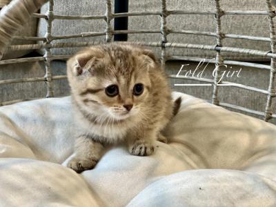 Kitten - Scottish Fold - Gallery Photo #1