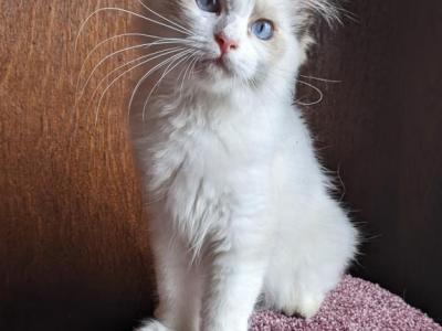 TICA Bicolor Ragdoll Kitten Male - Ragdoll - Gallery Photo #1