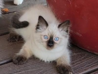 Lulu - Ragdoll - Gallery Photo #1