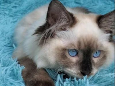 Armani - Ragdoll - Gallery Photo #1