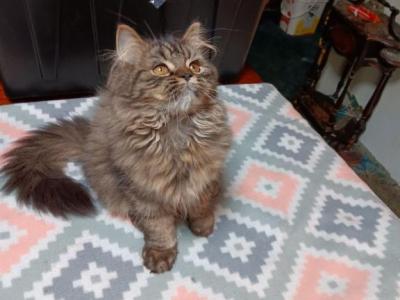 Brown Betty Selkirk Straight Coat Female - Selkirk Rex - Gallery Photo #1